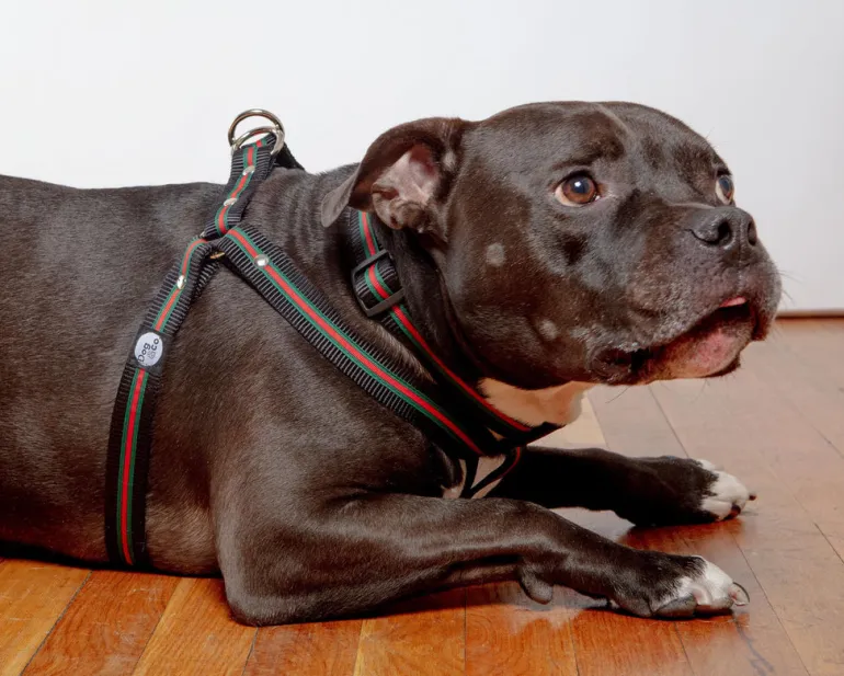 Step-In Dog Harness in Luxe Green & Red Stripe (Made in NYC)