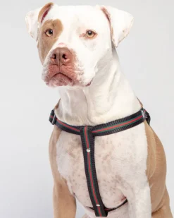 Step-In Dog Harness in Luxe Green & Red Stripe (Made in NYC)