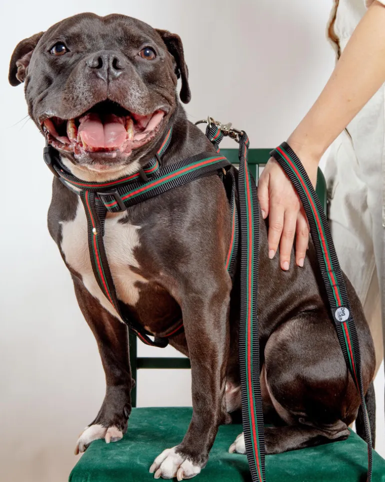 Step-In Dog Harness in Luxe Green & Red Stripe (Made in NYC)