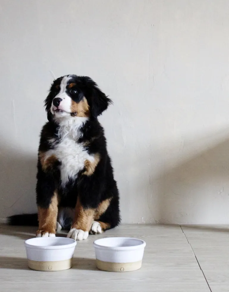 Stoneware Farm Dog Bowl (Made in the USA)