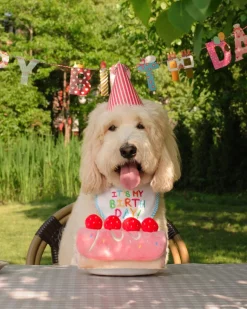 Strawberry Snuffle Cake Dog Treat Toy