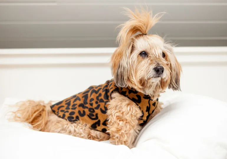 Stretch Fleece Pullover in Leopard Print