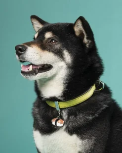 Sushi Sushi Custom Pet ID Tag