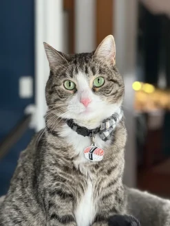 Sushi Sushi Custom Pet ID Tag