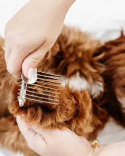The Dematting Comb for Dogs