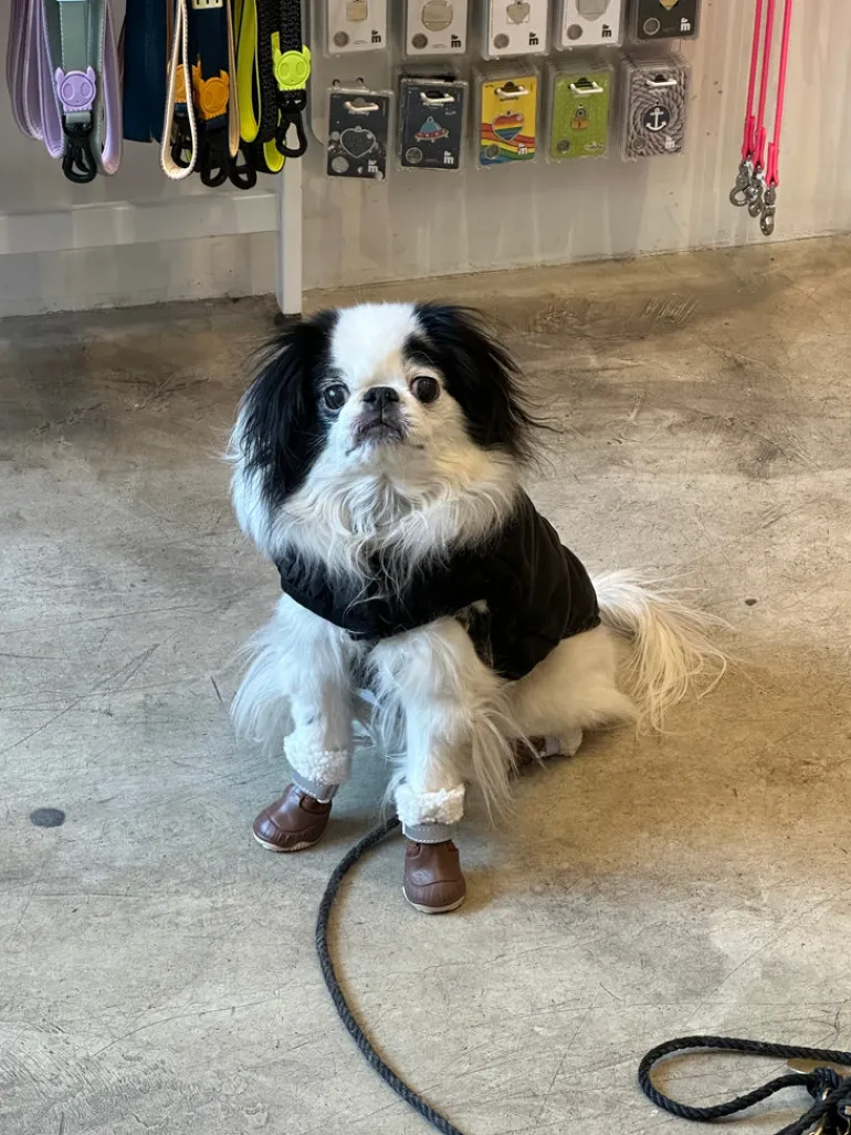 The Stassi - Dog Snow Boots