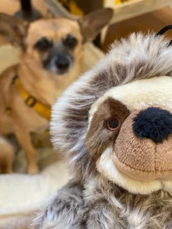 Tico the Sloth Squeaky Plush Dog Toy