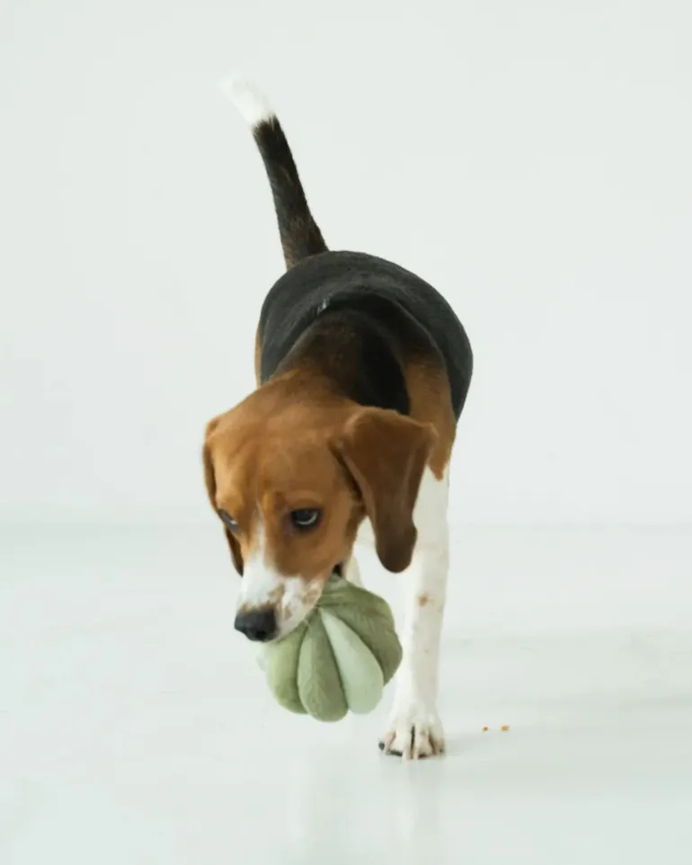Toto Silent Interactive Snuffle Ball