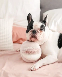 Toto Squeaky Interactive Snuffle Ball