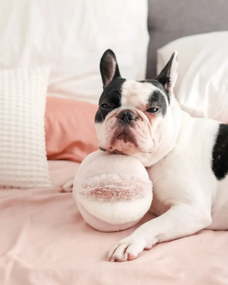 Toto Squeaky Interactive Snuffle Ball