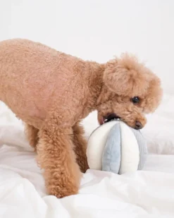 Toto Squeaky Interactive Snuffle Ball
