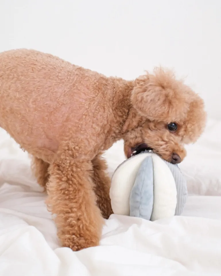 Toto Squeaky Interactive Snuffle Ball