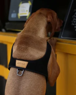 Town Slip-On Dog Harness