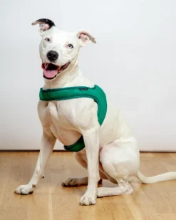 Town Slip-On Dog Harness