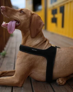 Town Slip-On Dog Harness