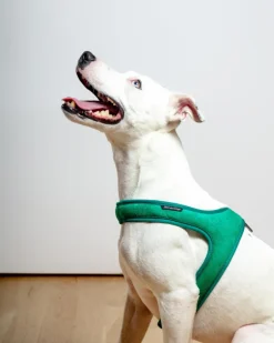 Town Slip-On Dog Harness