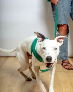 Town Slip-On Dog Harness