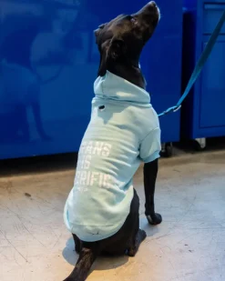 *Trans is Terrific* Graphic Dog Hoodie (Proceeds Benefit the ACLU)