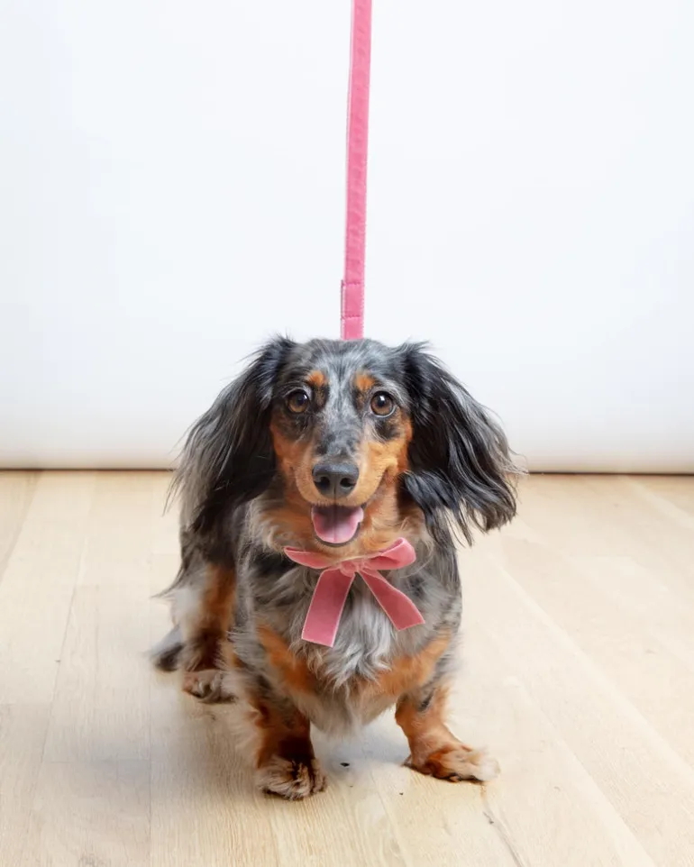 Velvet Dog Leash Primrose Pink (Made in the USA) (FINAL SALE