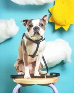 Walk in the Park Waterproof Dog Harness in Black (Made in the USA)