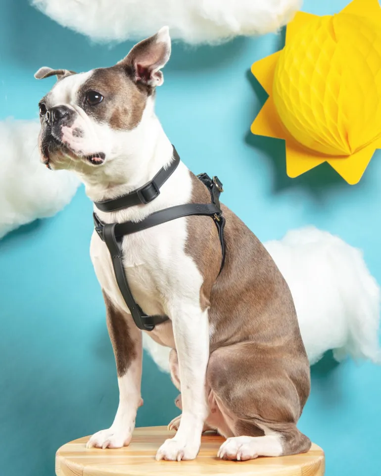 Walk in the Park Waterproof Dog Harness in Black (Made in the USA)