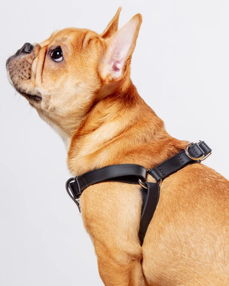 Walk in the Park Waterproof Dog Harness in Black (Made in the USA)
