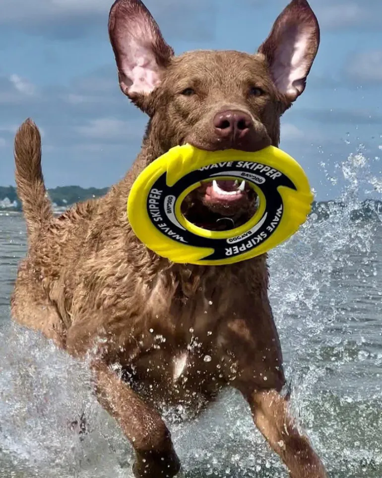 WaveSkipper Dog Toy