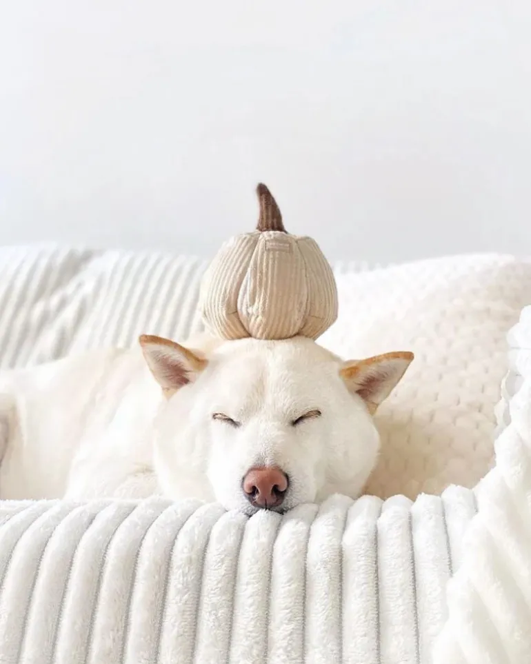 White Mini Pumpkin Snuffle Plush Toy for Dogs