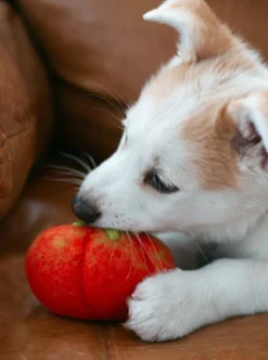 Wool Heirloom Tomato Dog Toy