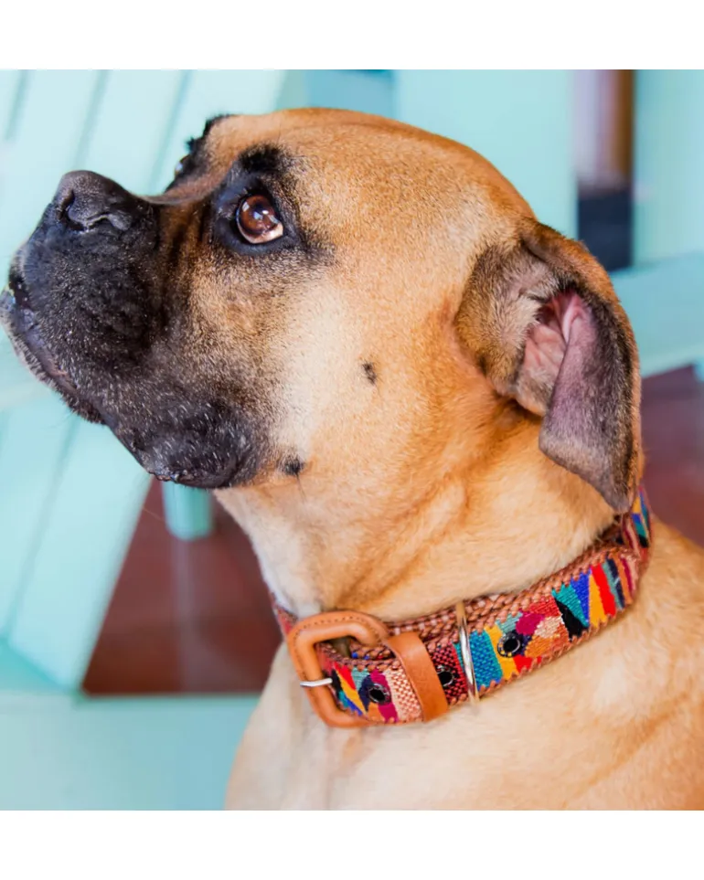 Woven & Leather Dog Collar