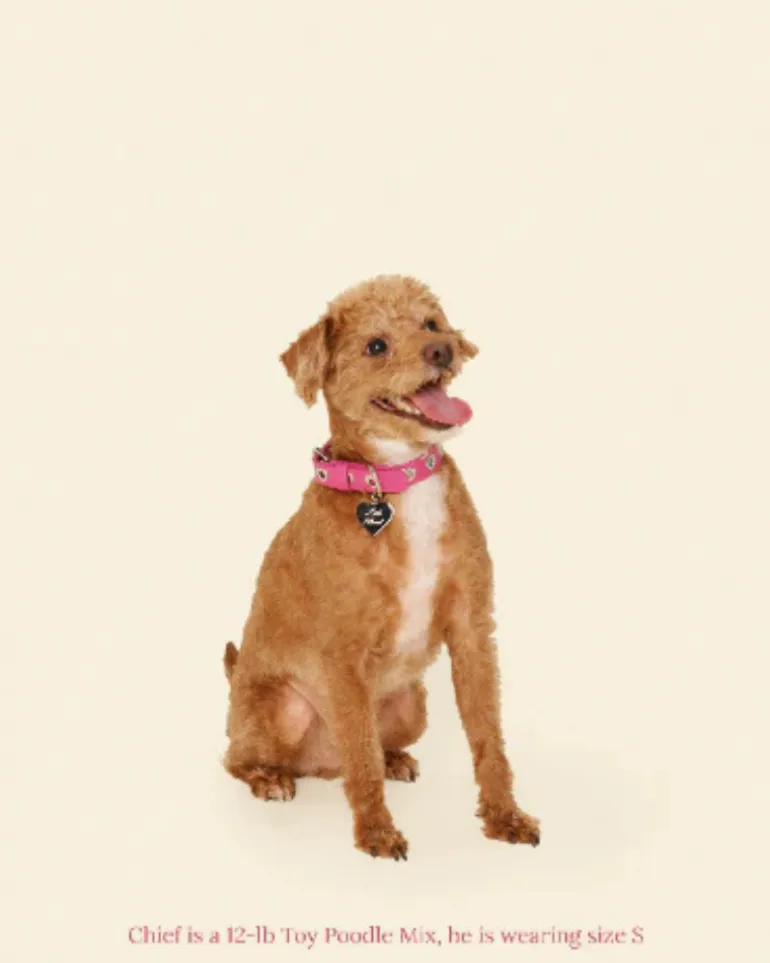 You Mean The World To Me Dog Collar in Peony