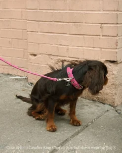 You Mean The World To Me Dog Collar in Peony