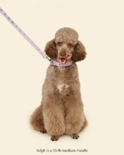 You Mean the World To Me Dog Leash in Lilac