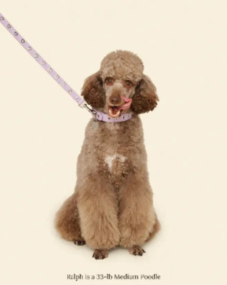You Mean the World To Me Dog Leash in Lilac